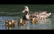 Duck_Family.jpg