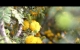 Tree_in_Bloom.jpg